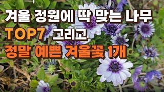 겨울 정원을 지키는 상록수 7종, 그리고 정말 예쁜 겨울꽃 1가지