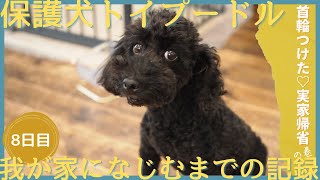 保護犬ノイちゃんを迎えて8日目　首輪をつけました　初めての外出｜保護犬を飼う｜トイプードル｜心を開くか！？｜鳴き声｜元繁殖犬｜トイレのしつけに苦戦中