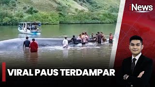 Paus 15 Meter Terdampar di Pantai Ngada, NTT - iNews Siang 13/12