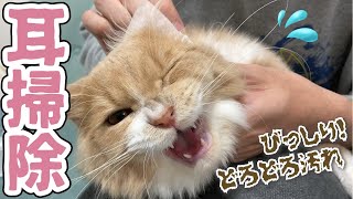 【猫耳掃除】嫌がる子猫に耳掃除をした結果…cleaning cat ears