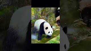 来自神秘东方的超可爱动物 #funny #panda #laugh