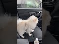 車でお留守番🐶　 ポメラニアン ぽめらにあん お留守番