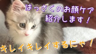 【子猫】はっさくのお顔ケア【サイベリアン】