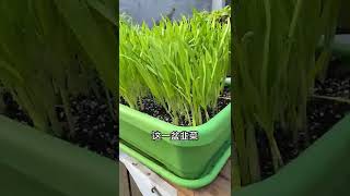 82 大秧农场 水培韭菜种植非常简单，现在种一点过年吃韭菜馅水饺！#韭菜  #水培韭菜  @快手创作者中心O3xrgtux2ehryffe