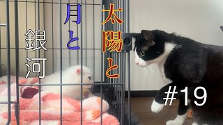 【先住猫と初対面】♯1９　子猫と陽と月初めての顔合わせ　　　　　　　※今年の5月の出来事です