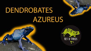 DENDROBATES AZUREUS!!! - NIEBIESKIE ŻABY