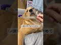 ハゲを気にするモンちゃん dog goldenretriever ゴールデンレトリバー