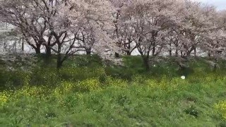 吉見 桜堤