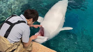 2020/01/19 朝のベルーガプールその2@名古屋港水族館