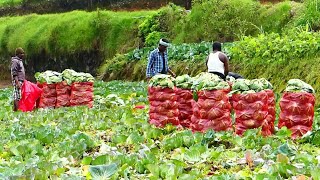 Kodaikanal Tribal Farming #Carrots #Potatoes #cauliflower \u0026 #star fruits / Kodaikanal tribal in Agri