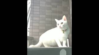 cat whistle/cute cat #short #youtubeshorts #kittycat
