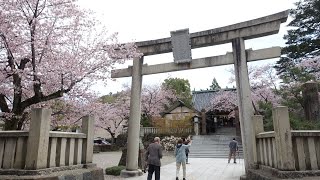 【Full HD】宇多須神社の桜