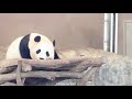 【2020.7.16】桃浜＆彩浜🐼飼育員さんにひたすらおねだり❤ アドベンチャーワールド giantpanda