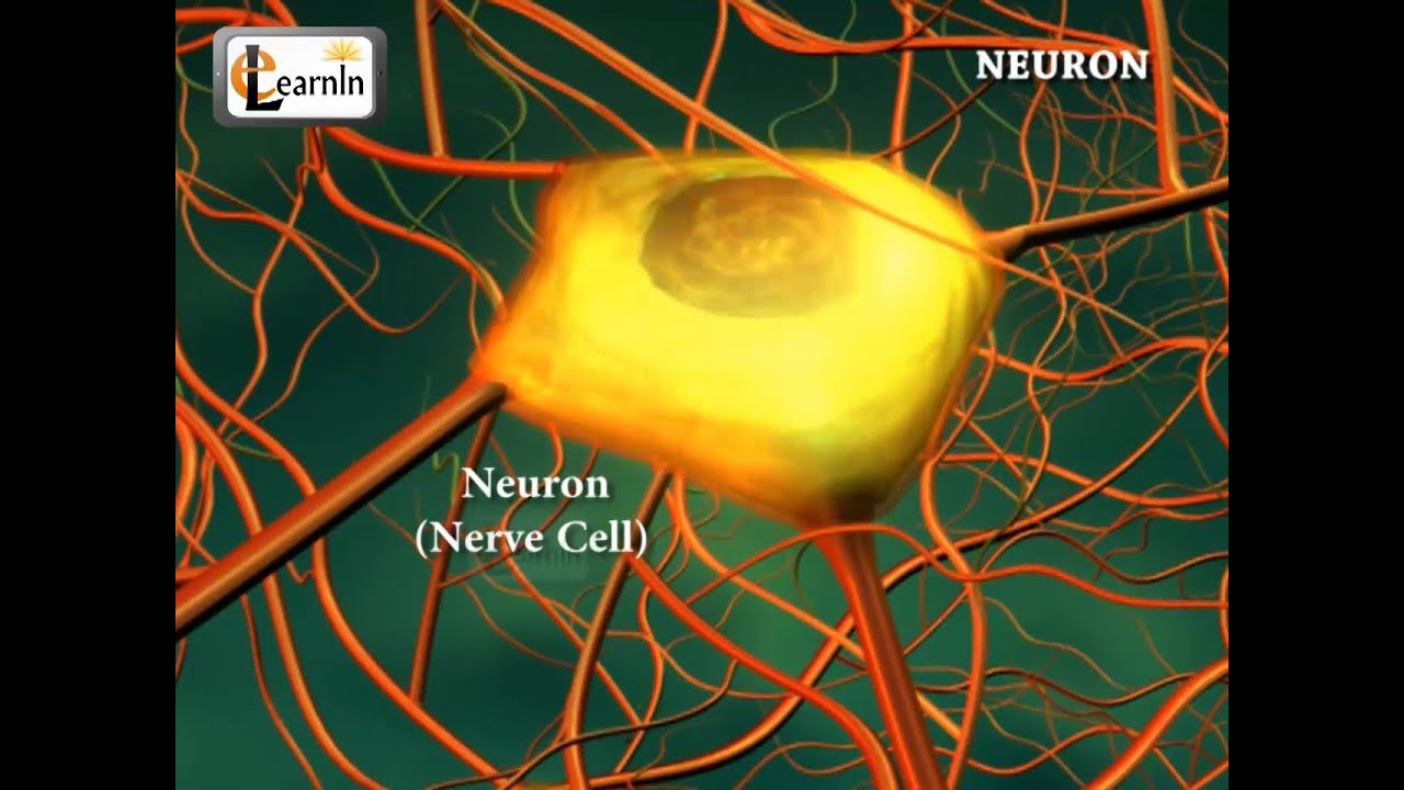 Neurons Or Nerve Cells Structure Function And Types Of Neurons Neurons Or Nerve Cells Structure Function And Types Of Neurons
