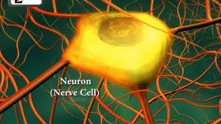Neurons or nerve cells - Structure function and types of neurons | Human Anatomy | 3D Biology