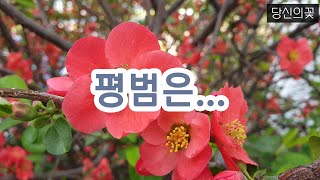 명자나무 산당화의 꽃말은 평범, 조숙, 선구자, 지도자