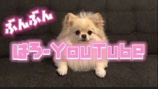 【ショート動画】ブンブンハローYouTube ヒカキン 犬 #shorts ポメチワたろす チワポメ ポメチー チワラニアン mix