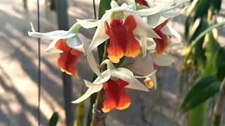 Dendrobiumorchidกล้วยไม้:หวายลูกผสม Dendrobium Dawn Maree*Dendrobium  Greenzuki)