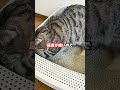 オス猫とメス猫の違い7選｜みんなの猫もそう？🐱 猫 猫のいる暮らし 猫の気持ち 猫あるある ねこ