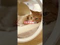 オス猫とメス猫の違い7選｜みんなの猫もそう？🐱 猫 猫のいる暮らし 猫の気持ち 猫あるある ねこ