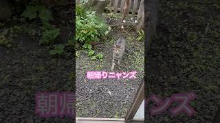 ネコと子ネコとおじさん　朝帰りニャンズ続々と帰宅‼️ #shorts #猫のいる暮らし #cat #cats #猫 #ねこ #ブチニャン #キジニャン #鼻ピンクちゃん #キジトラ #ねこ