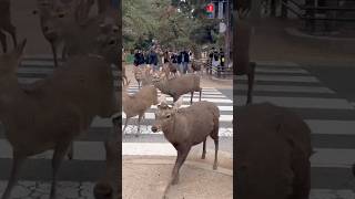 突然、鹿が道路を横切りました。観光客はこれを見て驚きました。| Nara deer | Nara Park | Japan 🫢🦌🥰