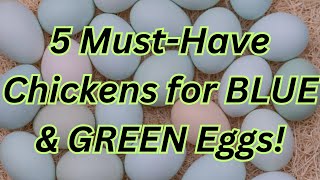 Top 5 Chickens That Lay Blue & Green Eggs! 🥚🌿 Must-Have Breeds for Colorful Eggs!