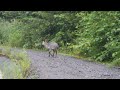 尿前渓谷、カモシカ