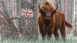 Wild trails of Belarus | Film Studio Aves