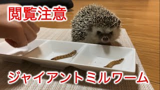 [生き餌]ジャイアントミルワームを食べるコウメ #hedgehog #ハリネズミ