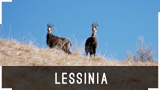 LESSINIA, La via delle Prealpi