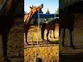 be who you are 63 shorts horse video meeting viralvideo