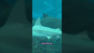 Don't bite me! 大白鯊/新加坡海洋館/ Singapore SEA Aquarium Sentosa