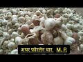 dhar mandi lahsun bhav today ll garlic today price ll dhar mandi bhav 3 july 2023