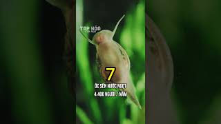 TOP 10 LOÀI GÂY RA CÁI C.HẾT NHIỀU NHẤT CHO CON NGƯỜI #top10 #deadliest #animals #humans