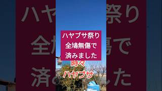 #森戸ファミリー #レース鳩 #日本鳩レース協会 #pigeon #鳥