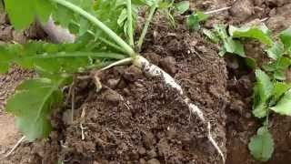 Cover Crop Pea and Radish field near Chilton, WI - after wheat 2012