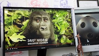 Amazing Uganda Gorilla Encounter in Virtual Reality, 360° Degree Video