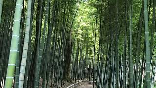 里山の風景