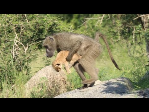 Вот для чего бабуины крадут маленьких львят?!