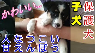 【保護犬】捨てられていた子犬が可愛すぎる