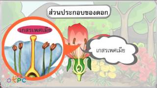 ดอก - วิทยาศาสตร์ ป.1