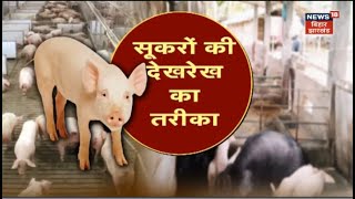 Farming News: अन्नदाता | सूकरों की देखरेख का तरीका  | Annadata | TOP News | Hindi News