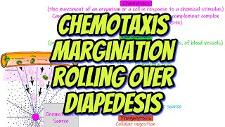 Chemotaxis, Margination, Rolling Over, Diapedesis. Chapter 34 part 2. Guyton and Hall Physiology.