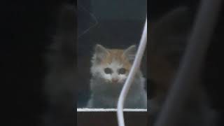 縁側にやって来る異常に警戒心とモフモフ感の強い猫②