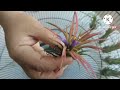 ทิลแลนเซีย ขยายพันธุ์ทิลแลนเซียด้วยตะแกรงพัดลเก่าง่ายๆ tillandsia ทิลแลนเซีย สับปะรดอากาศ