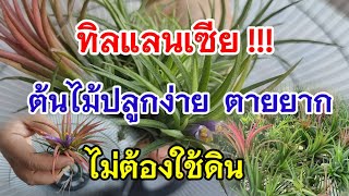 ทิลแลนเซีย  ขยายพันธุ์ทิลแลนเซียด้วยตะแกรงพัดลเก่าง่ายๆ Tillandsia #ทิลแลนเซีย#สับปะรดอากาศ