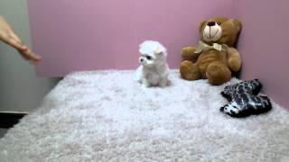 Micro teacup Maltese puppies for sale