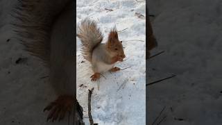 Неопознанный бельчонок 🐿 Unidentified squirrel