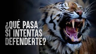 Cómo Sobrevivir el ataque de un tigre